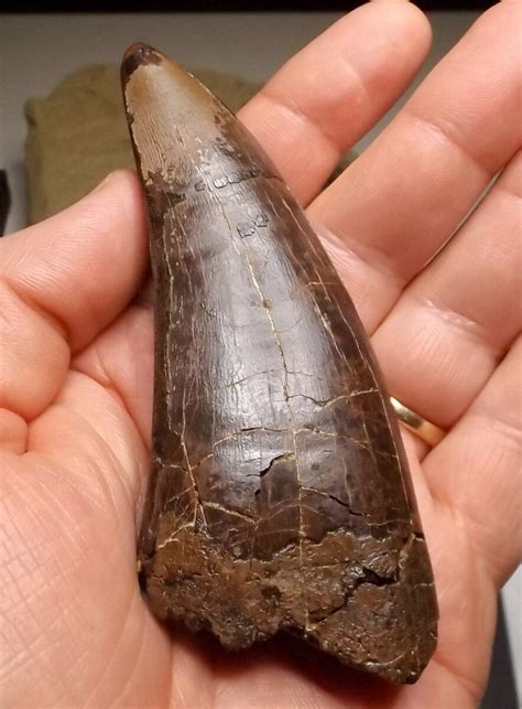 t. rex tooth for sale